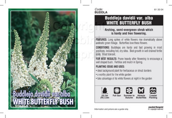 Picture of BUDDLEJA DAVIDII VAR ALBA WHITE BUTTERFLY BUSH                                                                                                        