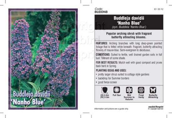 Picture of BUDDLEJA DAVIDII NANHO BLUE                                                                                                                           