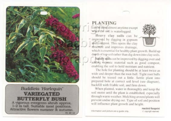 Picture of BUDDLEJA HARLEQUIN                                                                                                                                    