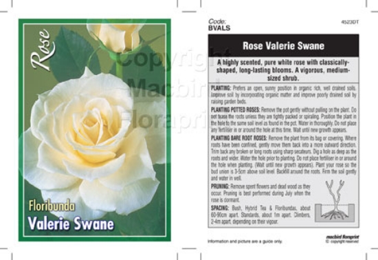 Picture of ROSE VALERIE SWANE (FL)                                                                                                                               