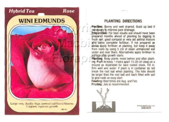 Picture of ROSE WINI EDMUNDS (HT)                                                                                                                                