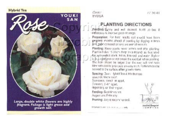 Picture of ROSE YOUKI SAN (HT)                                                                                                                                   