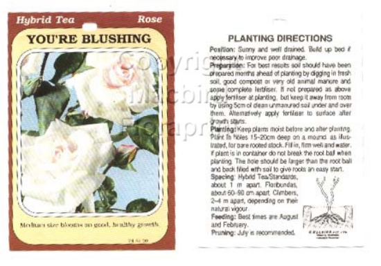 Picture of ROSE YOURE BLUSHING (HT)                                                                                                                              