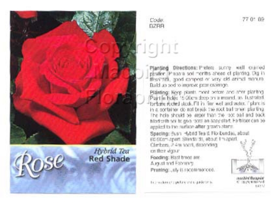 Picture of ROSE RED (UNNAMED VARIETY) (HT)                                                                                                                       
