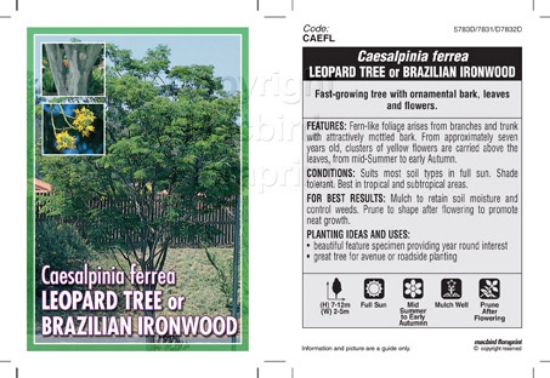 Picture of LIBIDIBIA FERREA (Syn CAESALPINIA) LEOPARD TREE                                                                                                       