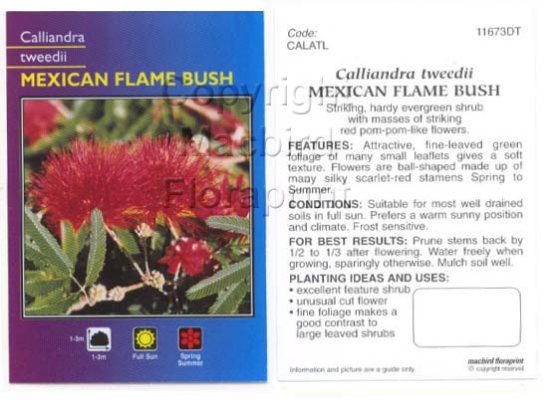 Picture of CALLIANDRA TWEEDII MEXICAN FLAME                                                                                                                      