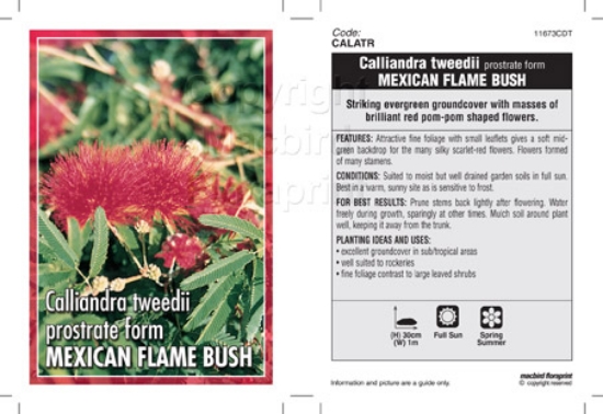 Picture of CALLIANDRA TWEEDII MEXICAN FLAME PROSTRATE FORM                                                                                                       