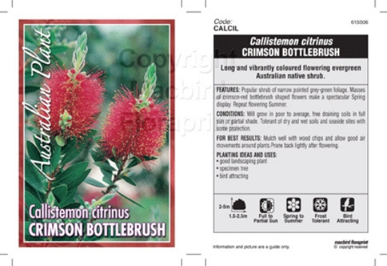 Picture of CALLISTEMON CITRINUS CRIMSON BOTTLEBRUSH                                                                                                              