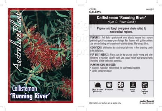 Picture of CALLISTEMON RUNNING RIVER (SYN. C. EWAN ROAD)                                                                                                         