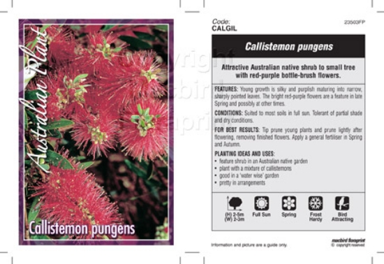 Picture of CALLISTEMON PUNGENS                                                                                                                                   