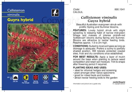 Picture of CALLISTEMON VIMINALIS GUYRA HYBRID                                                                                                                    