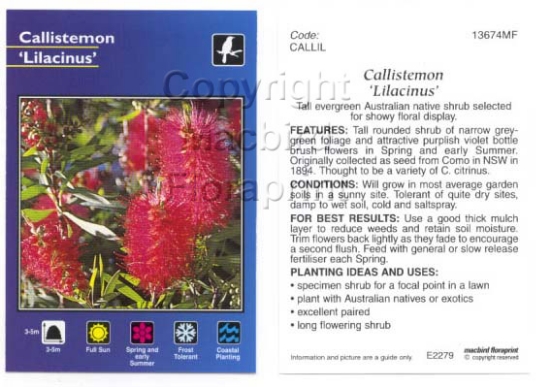Picture of CALLISTEMON LILACINUS                                                                                                                                 
