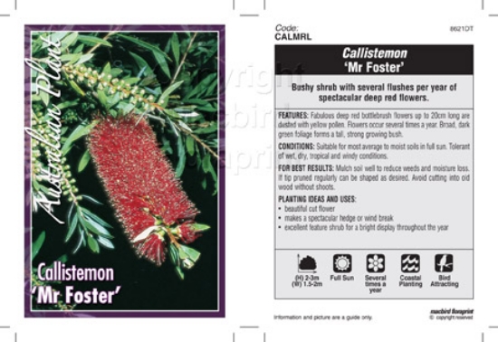 Picture of CALLISTEMON MR FOSTER                                                                                                                                 
