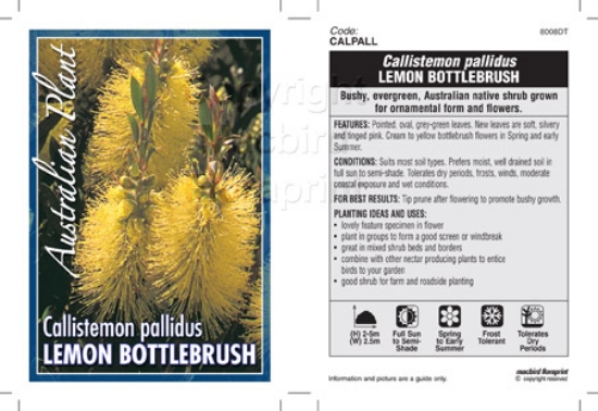 Picture of CALLISTEMON PALLIDUS                                                                                                                                  