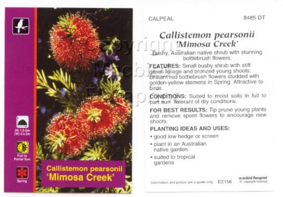 Picture of CALLISTEMON PEARSONII MIMOSA CREEK                                                                                                                    