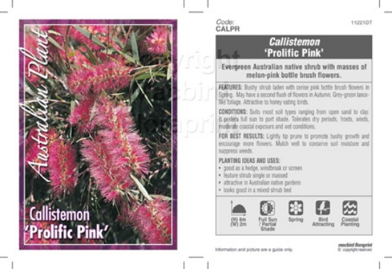 Picture of CALLISTEMON PROLIFIC PINK                                                                                                                             