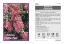 Picture of CALLISTEMON PROLIFIC PINK                                                                                                                             