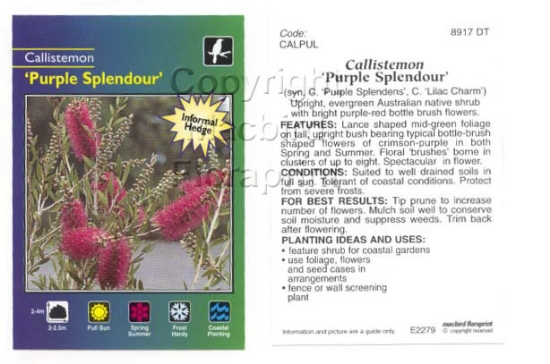 Picture of CALLISTEMON PURPLE SPLENDOUR                                                                                                                          