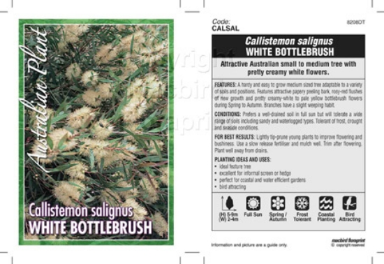 Picture of CALLISTEMON SALIGNUS WHITE BOTTLEBRUSH                                                                                                                