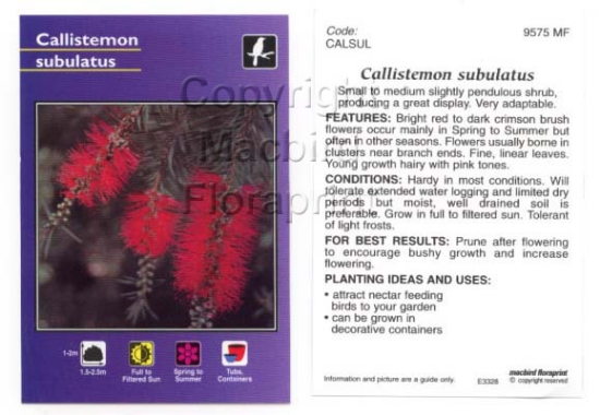 Picture of CALLISTEMON SUBULATUS                                                                                                                                 
