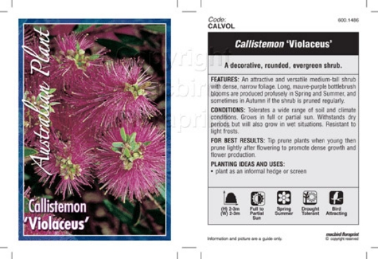 Picture of CALLISTEMON VIOLACEUS                                                                                                                                 