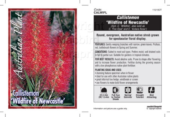 Picture of CALLISTEMON WILDFIRE OF NEWCASTLE                                                                                                                     