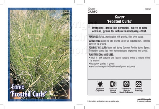 Picture of CAREX FROSTED CURLS                                                                                                                                   