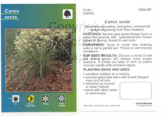 Picture of CAREX SECTA                                                                                                                                           