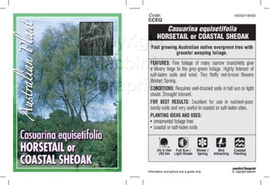 Picture of CASUARINA EQUISTEIFOLIA                                                                                                                               