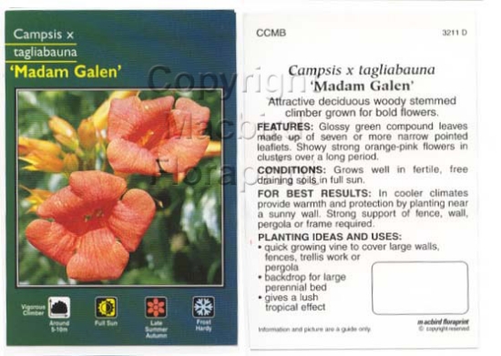 Picture of CAMPSIS TAGLIABAUNA MADAM GALEN                                                                                                                       