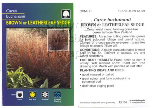 Picture of CAREX BUCHANANII BROWN/ LEATHERLEAF SEDGE                                                                                                             