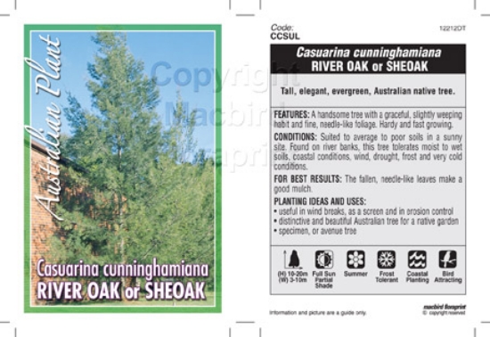 Picture of CASUARINA CUNNINGHAMIANA RIVER OAK                                                                                                                    