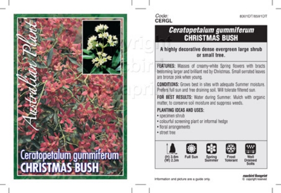 Picture of CERATOPETALUM GUMMIFERUM XMAS BUSH                                                                                                                    