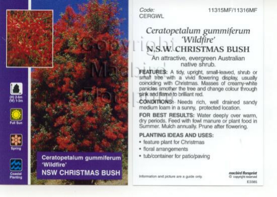 Picture of CERATOPETALUM GUMMIFERUM WILDFIRE                                                                                                                     