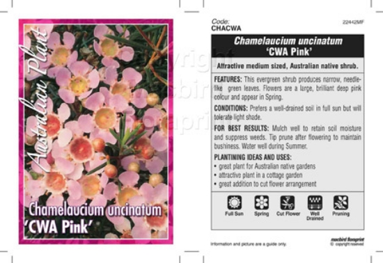 Picture of CHAMELAUCIUM UNCINATUM CWA PINK                                                                                                                       