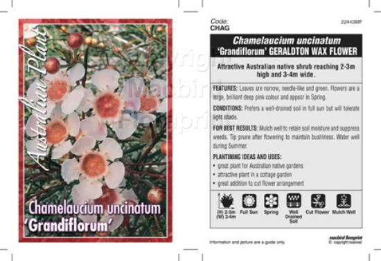 Picture of CHAMELAUCIUM UNCINATUM GRANDIFLORUM                                                                                                                   