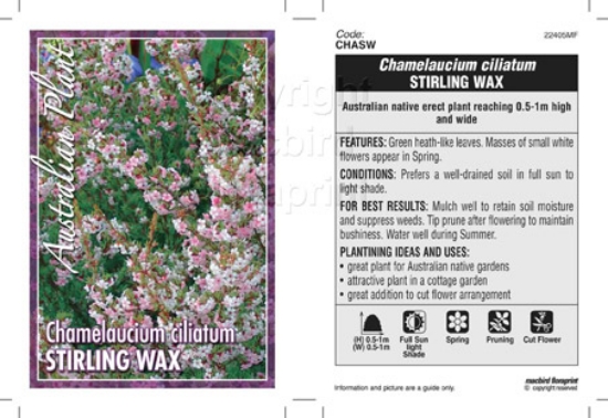 Picture of CHAMELAUCIUM CILIATUM STIRLING WAX                                                                                                                    