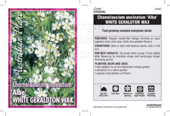Picture of CHAMELAUCIUM UNCINATUM ALBA                                                                                                                           