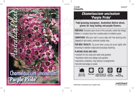 Picture of CHAMELAUCIUM UNCINATUM PURPLE PRIDE                                                                                                                   