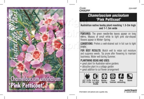 Picture of CHAMELAUCIUM UNCINATUM PETTICOAT PINK                                                                                                                 
