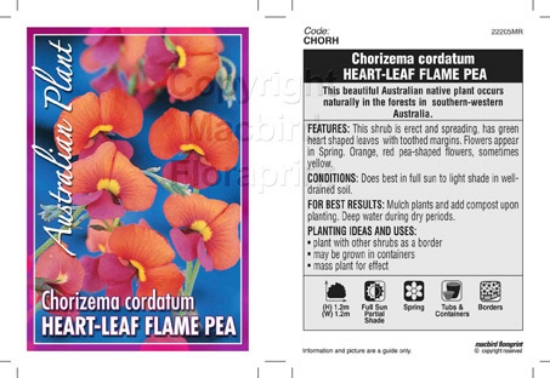 Picture of CHORIZEMA CORDATUM HEART LEAF FLAME PEA                                                                                                               