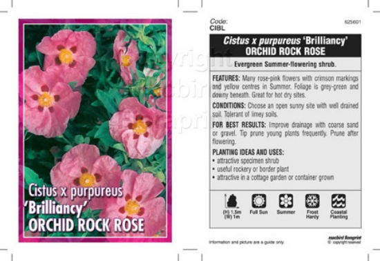 Picture of CISTUS BRILLIANCY ORCHID ROCK ROSE                                                                                                                    