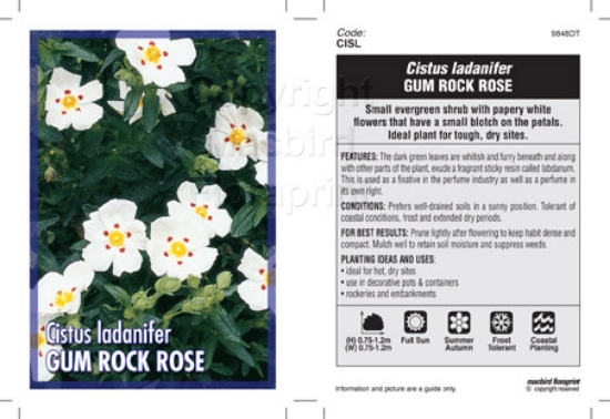 Picture of CISTUS LADANIFER GUM ROCK ROSE                                                                                                                        