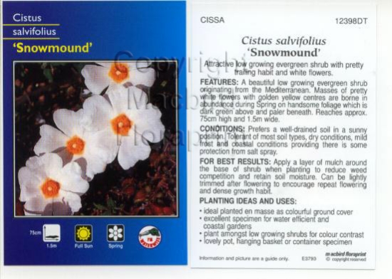 Picture of CISTUS SALVIFOLIUS SNOWMOUND                                                                                                                          