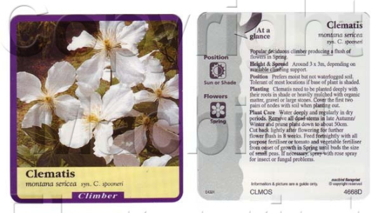 Picture of CLEMATIS MONTANA SERICEA                                                                                                                              