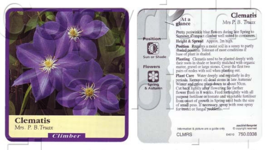 Picture of CLEMATIS MRS P B TRUAX                                                                                                                                