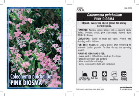 Picture of COLEONEMA PULCHELLUM PINK DIOSMA                                                                                                                      
