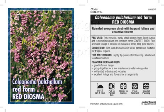 Picture of COLEONEMA PULCHELLUM RED FORM RED DIOSMA                                                                                                              