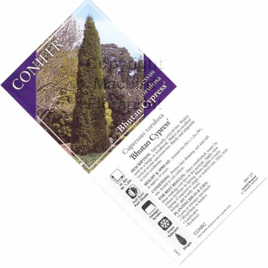 Picture of CONIFER CUPRESSUS TORULOSA BHUTAN CYPRESS                                                                                                             