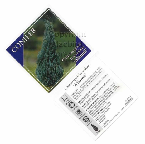 Picture of CONIFER CHAMAECYPARIS LAWSONIANA ALUMII                                                                                                               